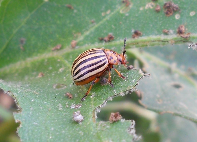 dorifora (Leptinotarsa decemlineata)